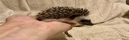 Pygmy Hedgehog rodents for sale: African Pygmy Hedgehog hoglets  - Advert 6