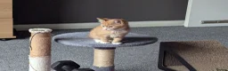 Mixed Breed cats for sale: Three adorable kittens 💕🐈😺 - Advert 2