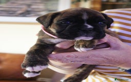 Boxer dogs for sale: KC Boxer Puppies for sale 4 Dogs 2 Bitches - Image 18