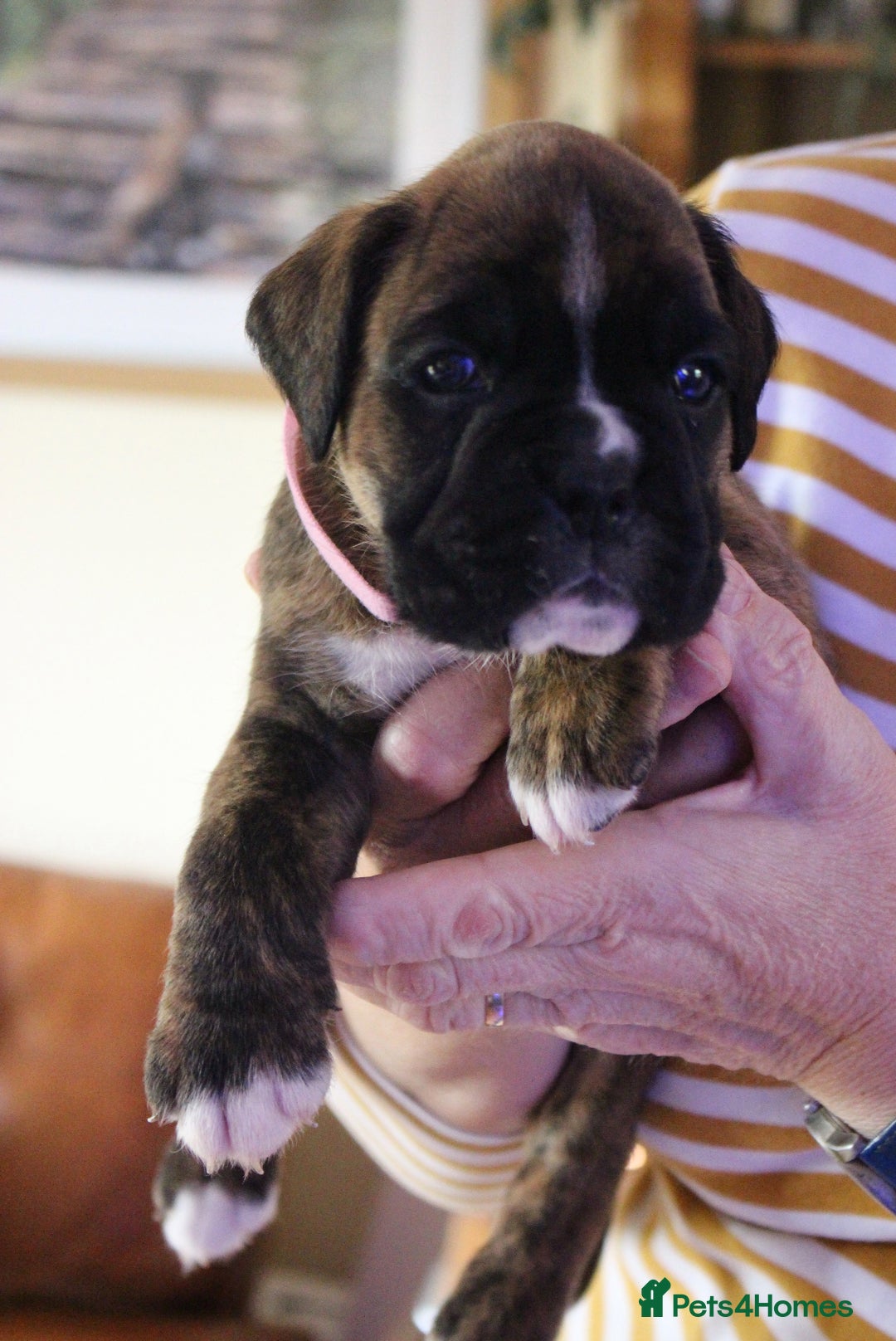 Boxer dogs for sale: KC Boxer Puppies for sale 4 Dogs 2 Bitches - Image 18