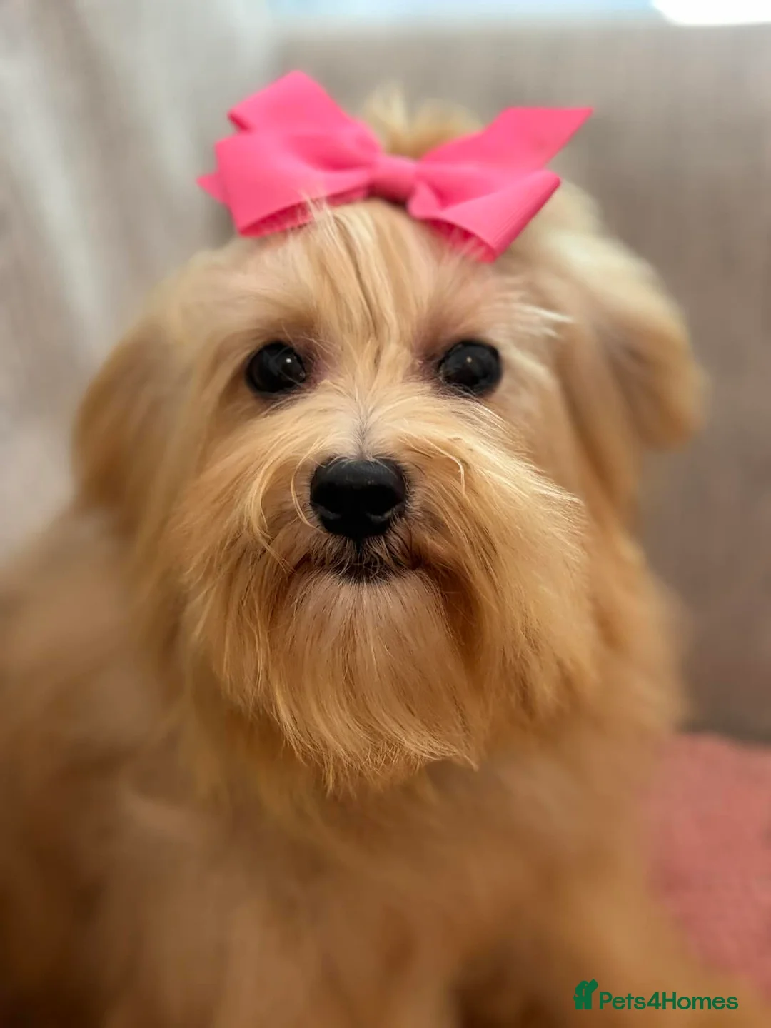 Maltipoo dogs for sale: Gorgeous maltipoo puppy deep apricot Golden Girl - Advert 5