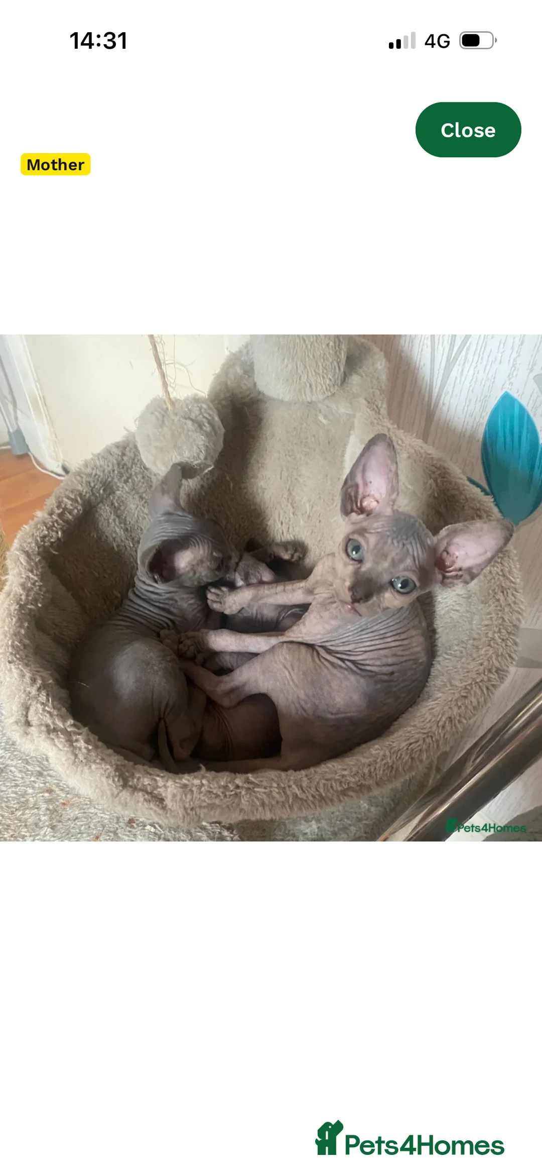Sphynx cats for sale: Phynx girl  in Bedworth - Advert 2