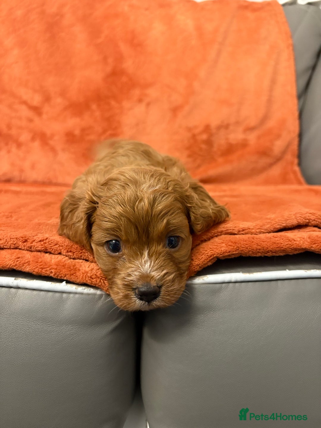 Cavapoo dogs for sale: 4 F1 Cavapoo puppies  - Image 2