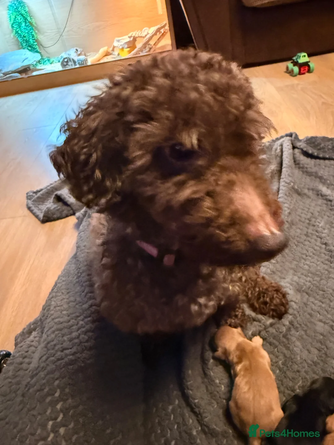 Cavapoo dogs for sale: F1 cavapoo  - Advert 2
