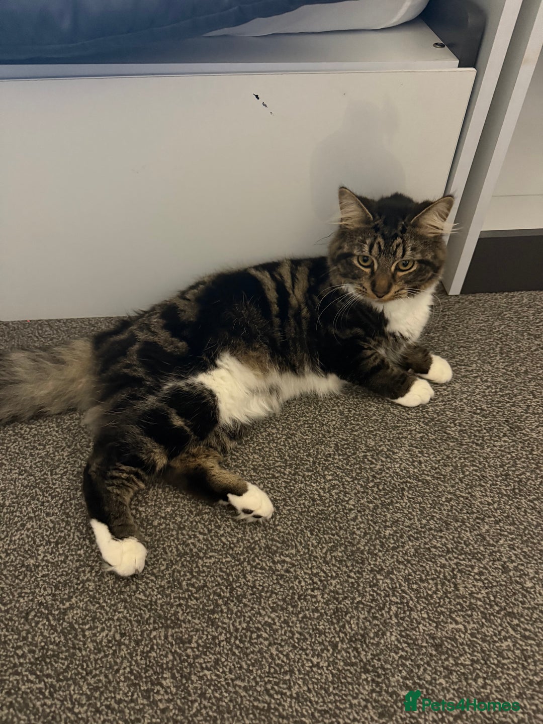 Mixed Breed cats for sale: Oliver & Oscar  - Advert 7