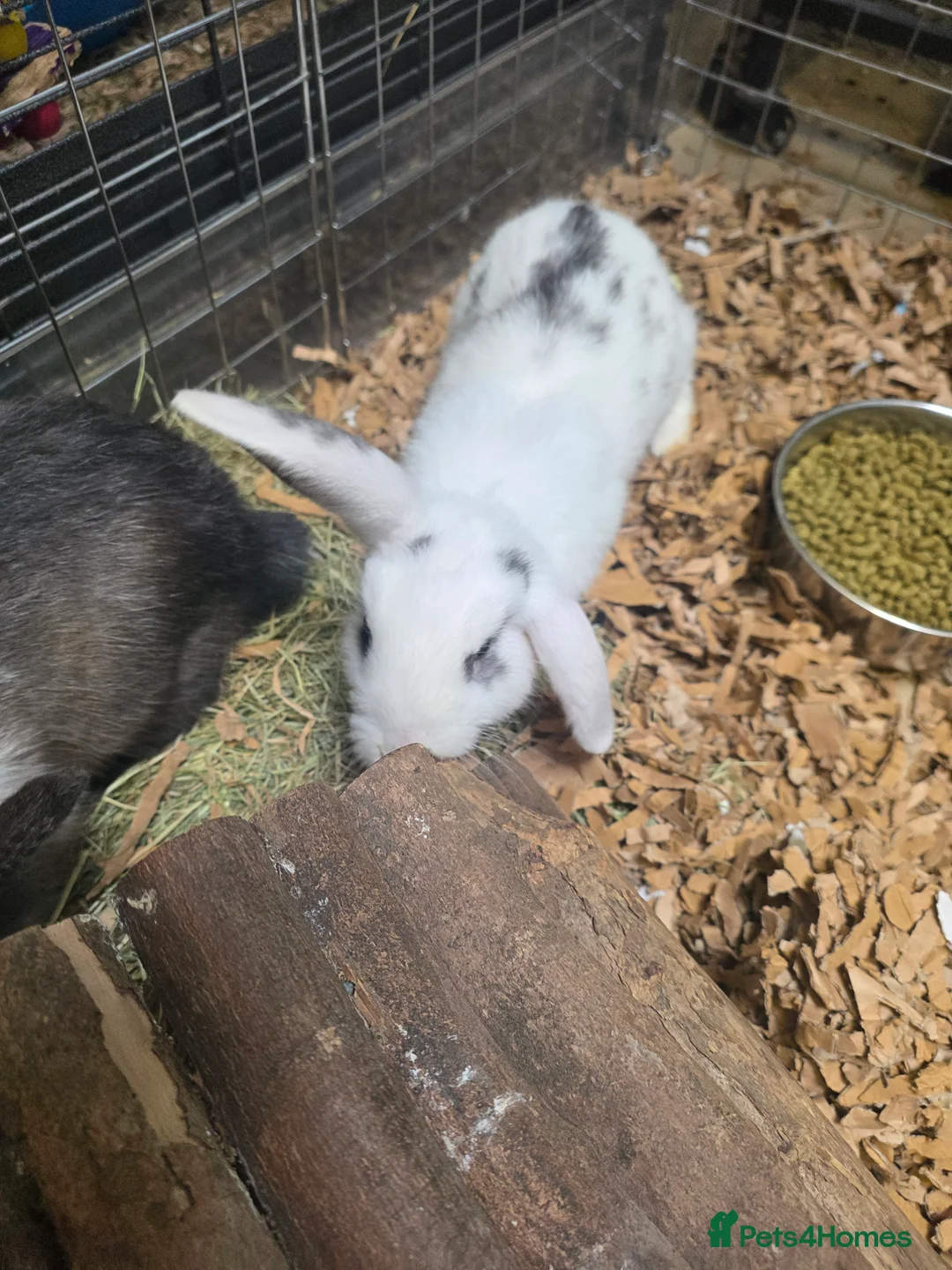 Mixed Breed rabbits for sale: Males and females mini lops and lion heads - Advert 7