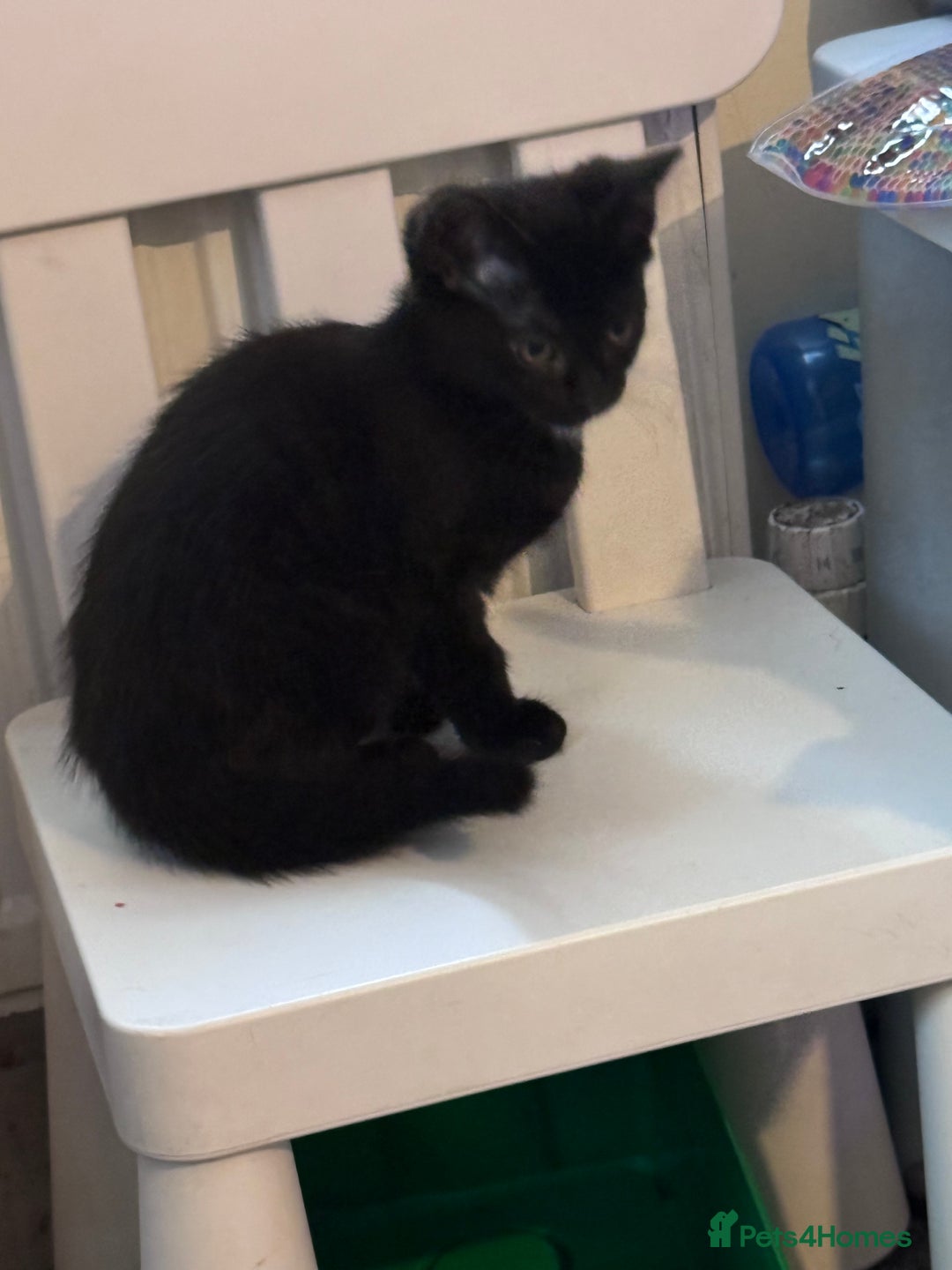 Domestic Shorthair cats for sale: Black kittens  - Image 6