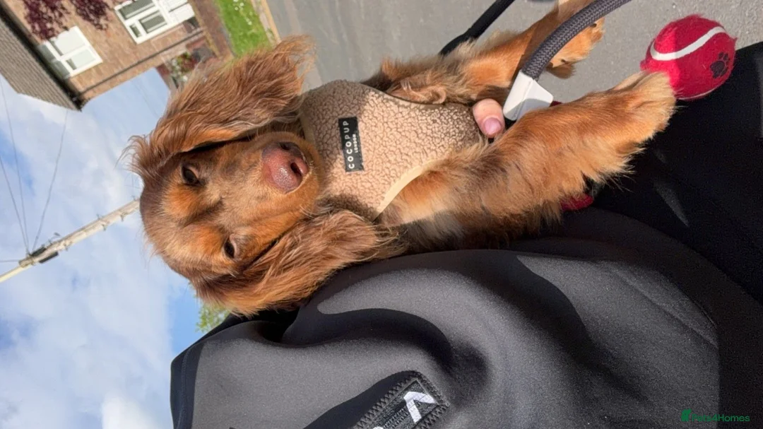 Miniature Dachshund dogs for sale: 8 month old Dapple Miniature Dachshund  in Pontyclun - Advert 2
