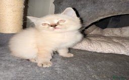 Ragdoll cats for sale: Ragdoll kittens **3** left - Image 8