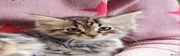 Siberian cats for sale: Traditional pure Siberian kittens, TICA reg - Advert 5