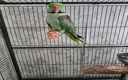 Parrots birds for sale: Male Alexandrine parrot - Image 2