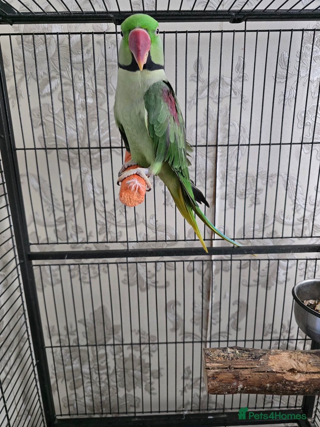Parrots birds for sale: Male Alexandrine parrot - Image 2