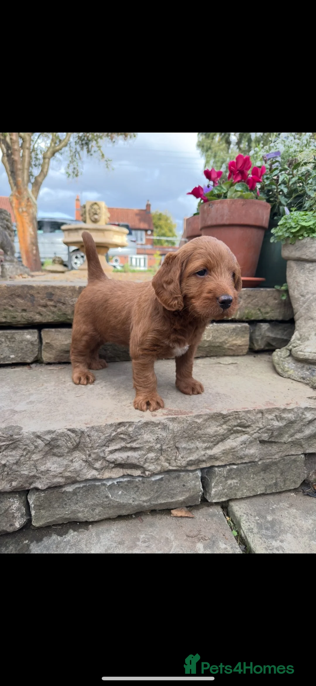 Labradoodle dogs for sale: Exceptional, traditional F1 Labradoodles - Advert 19
