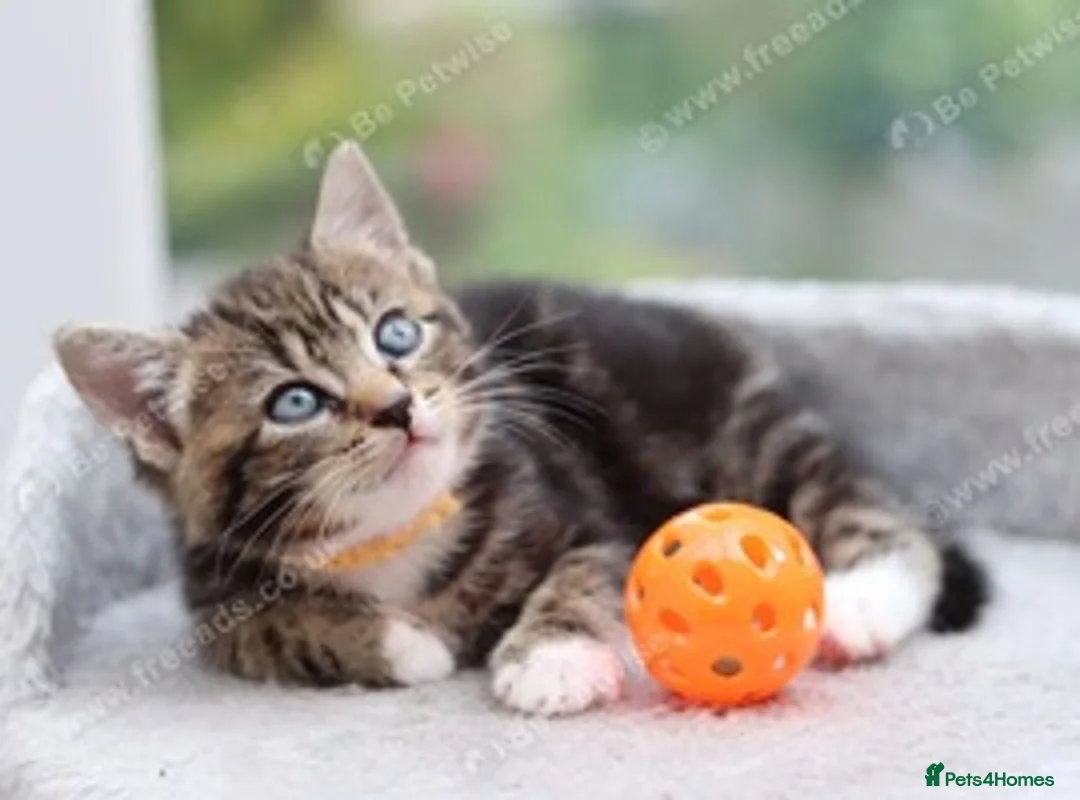Mixed Breed cats for sale: Tabby Kittens Ready for Collection  - Advert 16