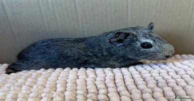 Guinea Pig rodents - Advert 4
