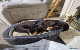 Mixed Breed dogs for sale: Cockapomapoo pup for sale - Advert 1