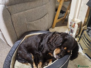 Mixed Breed dogs for sale: Cockapomapoo pup for sale - Advert 1