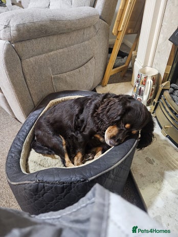 Mixed Breed dogs Cockapomapoo pup for sale - Advert 1