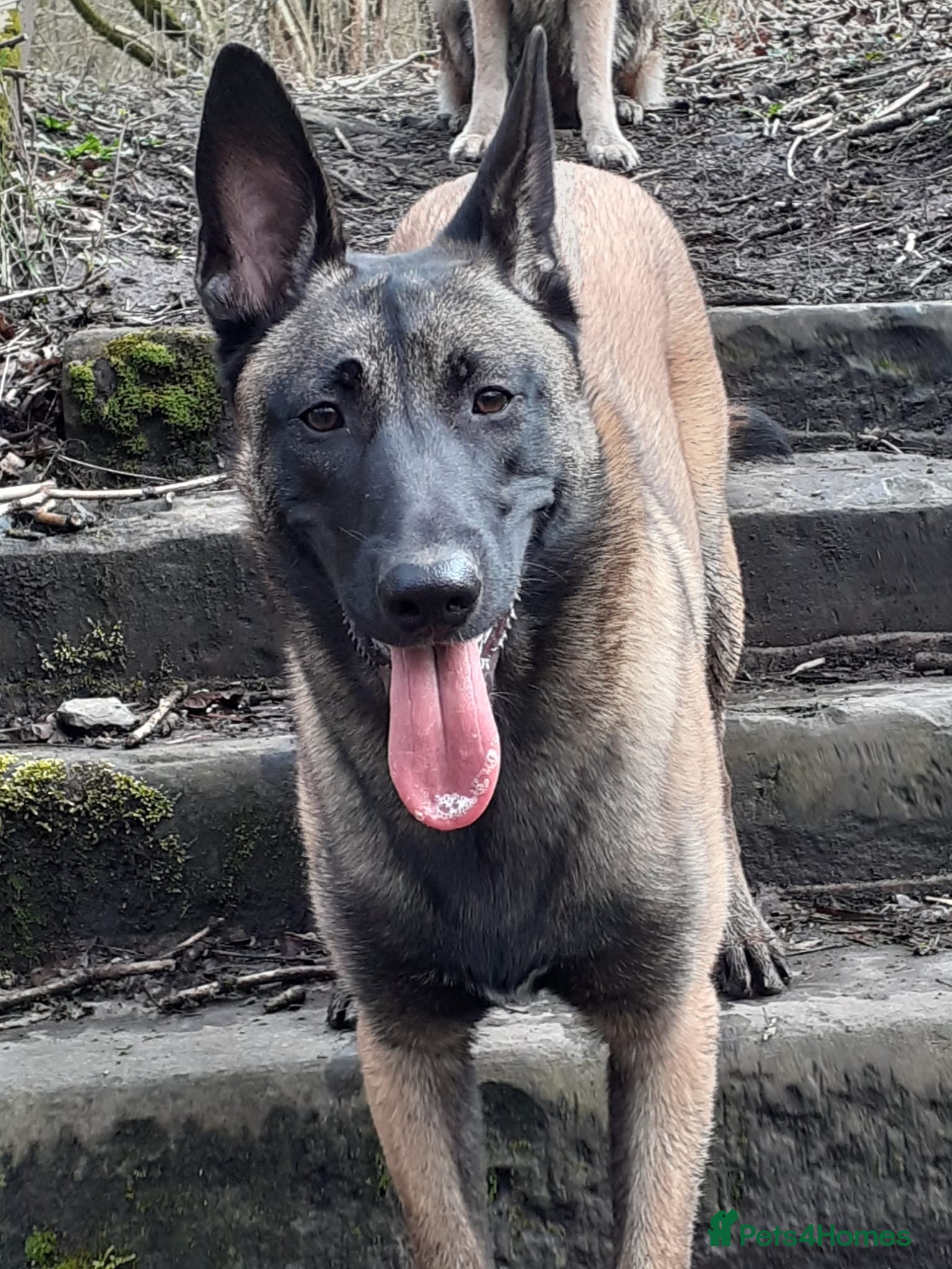 Belgian Shepherd Dog dogs 100% Belgian Malinois - Advert 1