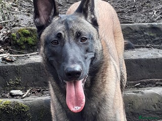 Belgian Shepherd Dog dogs 100% Belgian Malinois - Advert 4