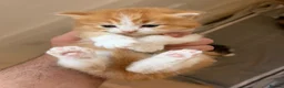 British Longhair cats for sale: 4 Gorgeous Fluffy Kittens Ginger Boys Tabby Girls - Advert 10