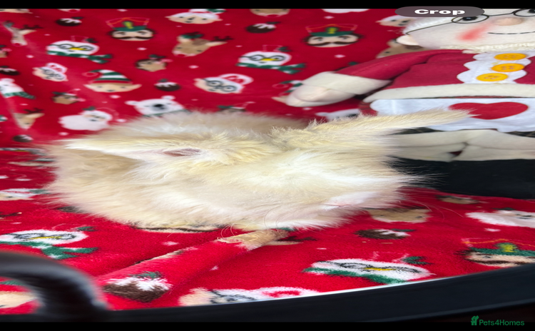 Angora rabbits - Advert 1