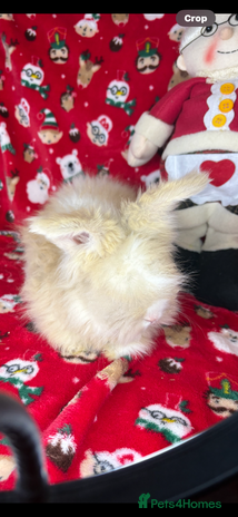 Angora rabbits - Advert 1