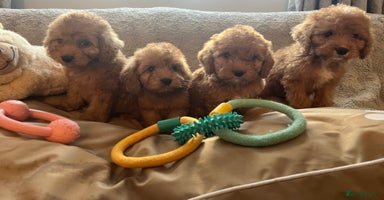 Cockapoo dogs - Advert 14