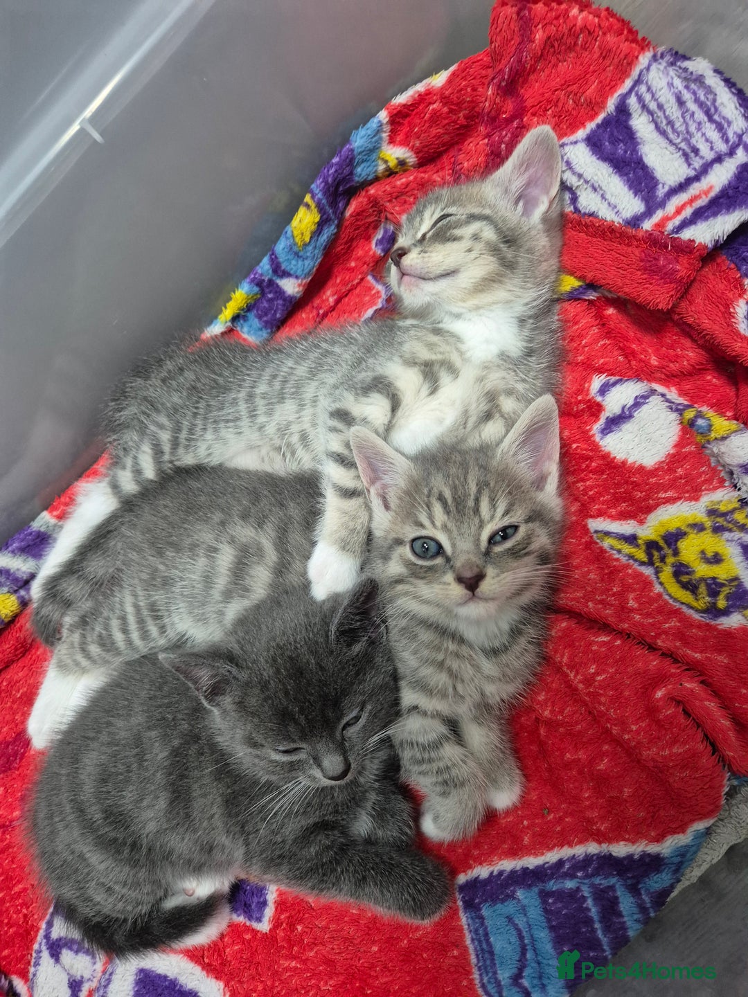 Mixed Breed cats for sale: 3 kittens 2 female 1 male - Image 2