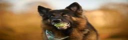 German Shepherd dogs for stud: Long haired german shepherd for stud - Advert 16