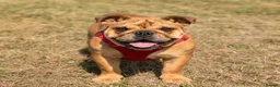 English Bulldog dogs for sale: KC registered female English bulldog  - Advert 4