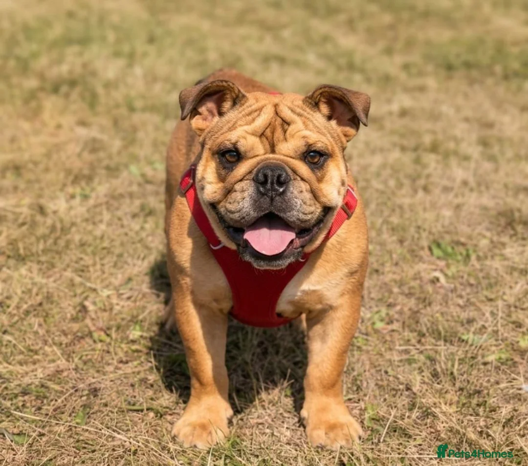 English Bulldog dogs for sale: KC registered female English bulldog  - Advert 4