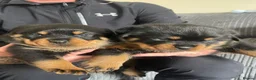 Rottweiler dogs for sale: Quality Rottweiler puppies  - Advert 3