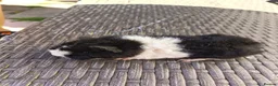 Guinea Pig rodents for sale: 2 baby girl guinea pigs  - Advert 6