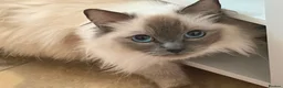 Ragdoll cats for sale: GCCF & TICA Pedigree Active Ragdoll Queens - Advert 2