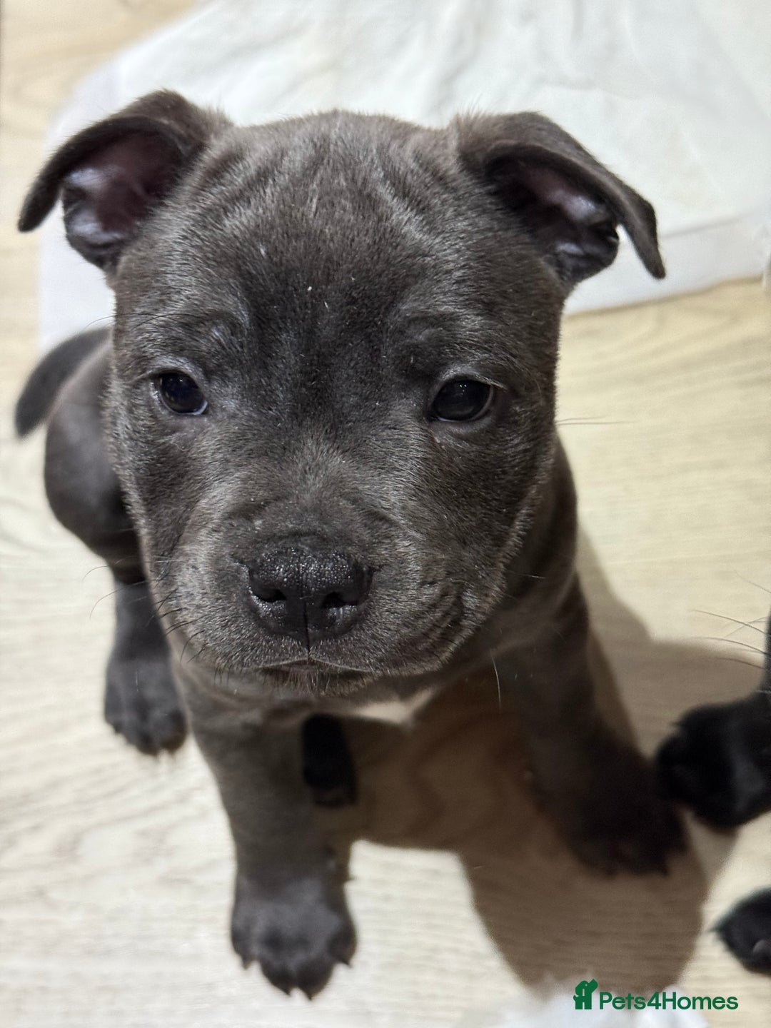 Staffordshire Bull Terrier dogs for sale: Stunning Staffordshire Bull Terrier pups   in Farnborough - Image 18