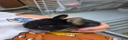 Netherland Dwarf rabbits for sale: Netherland Dwarf rabbits - Advert 4