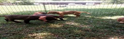 Cocker Spaniel dogs for sale: Kc health tested working cocker spaniel puppies - Advert 10