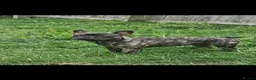 French Bulldog dogs for sale: 8 month old Male French Bulldoh - Advert 3
