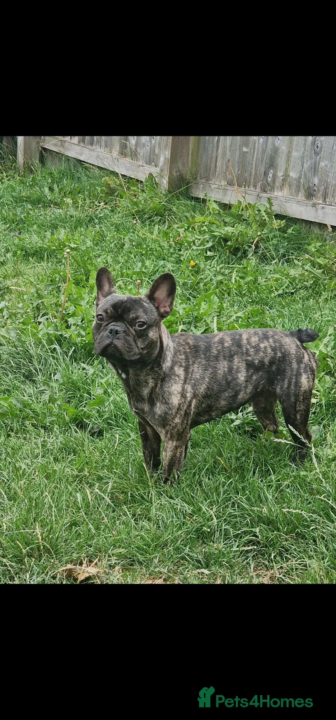 French Bulldog dogs for sale: 8 month old Male French Bulldoh - Advert 3