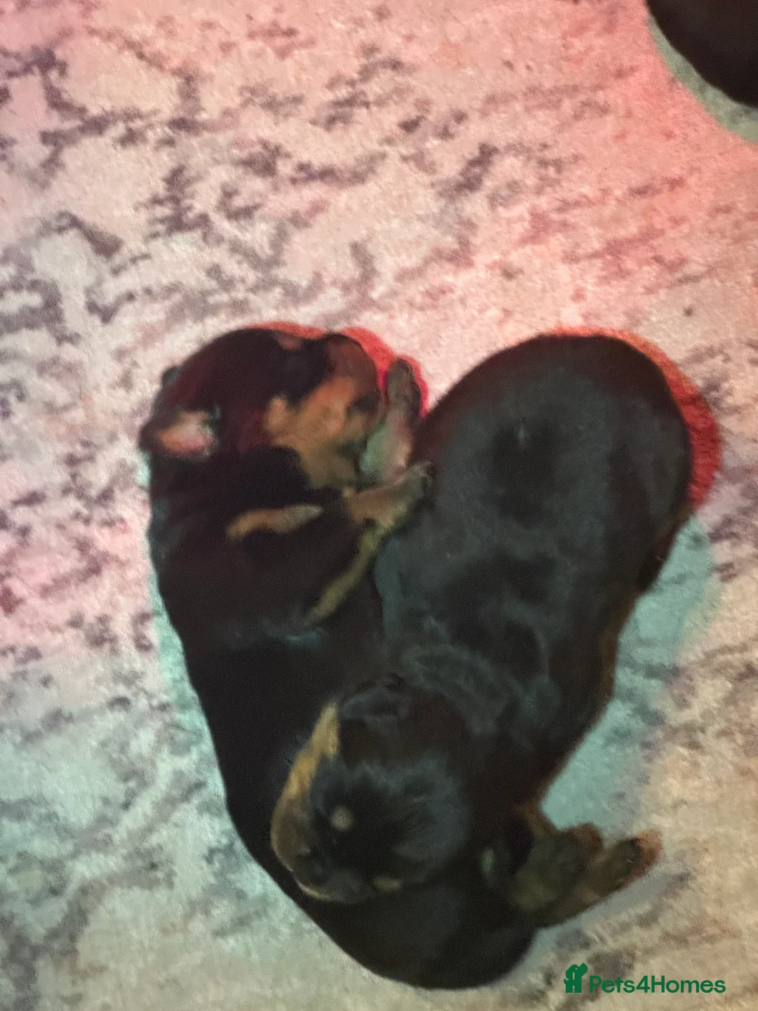 Rottweiler dogs for sale: Beautiful Rottweiler puppies  - Advert 27