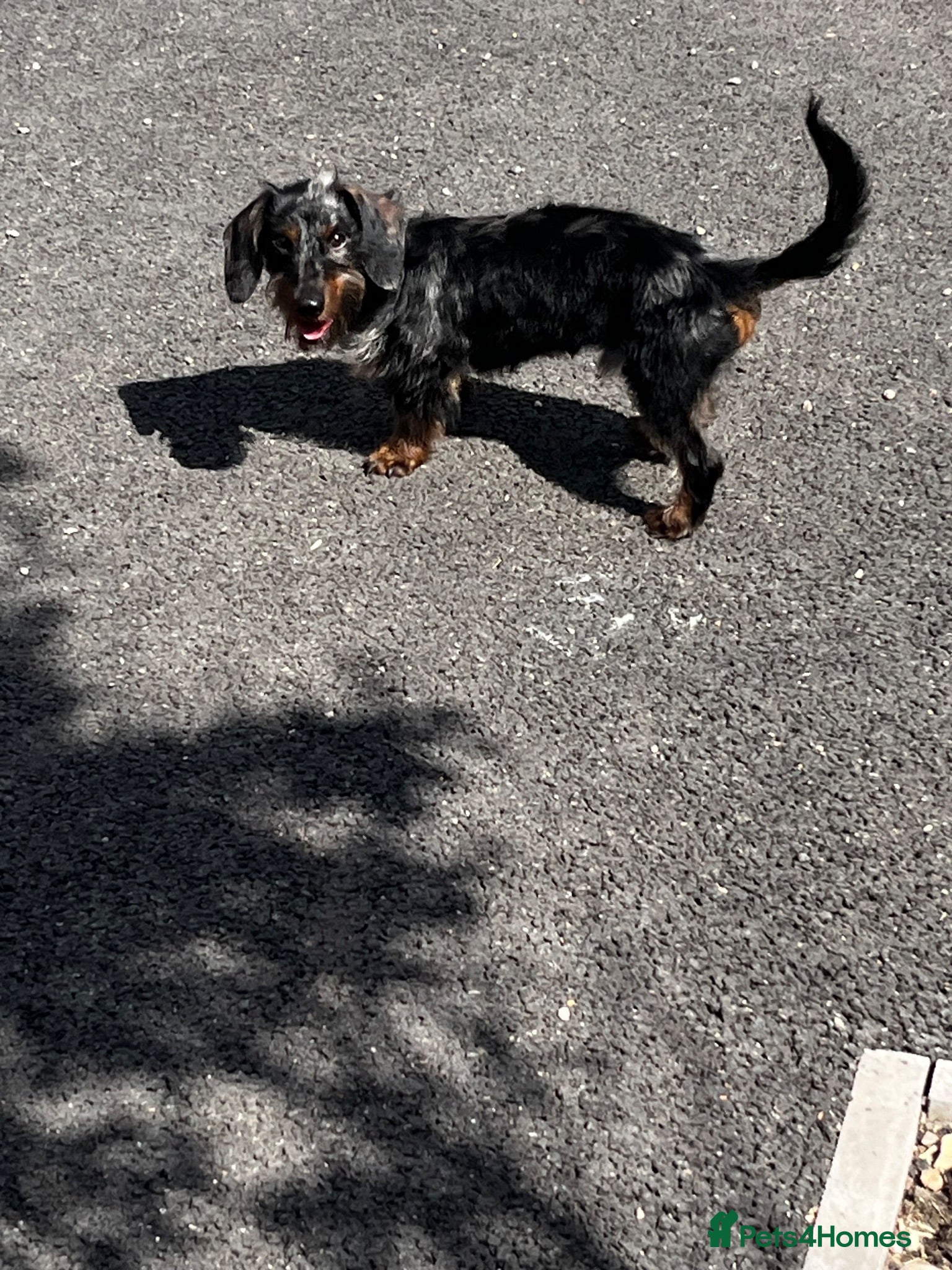Miniature Dachshund dogs Miniature dachshund puppy - Advert 2