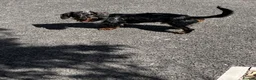 Miniature Dachshund dogs for sale: Miniature dachshund puppy - Advert 1