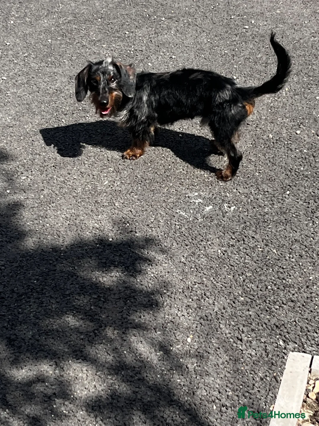 Miniature Dachshund dogs for sale: Miniature dachshund puppy - Advert 1