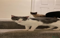 Mixed Breed cats for sale: Rocky male Siamese x - Image 3