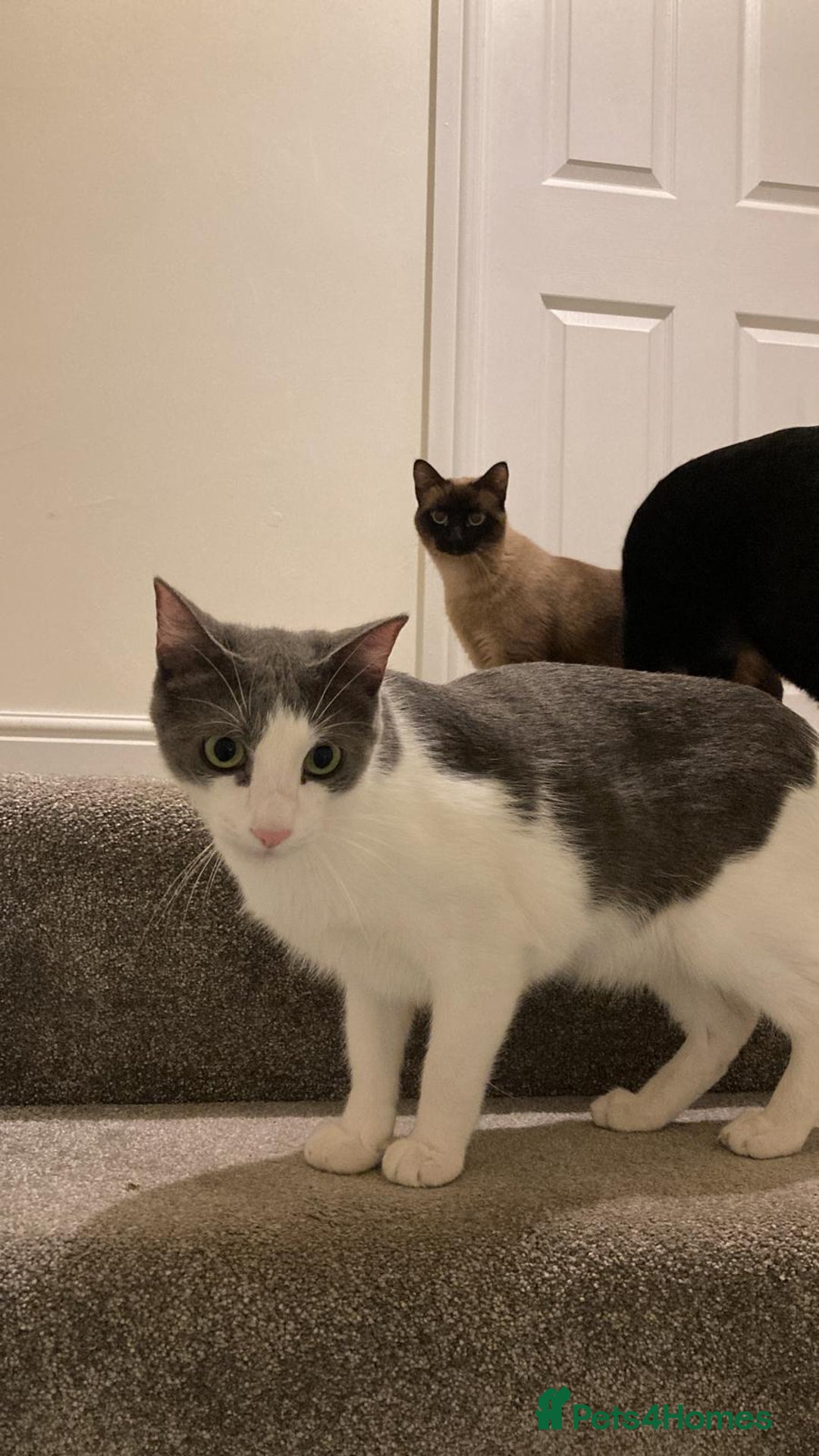 Mixed Breed cats for sale: Rocky male Siamese x - Image 3