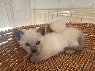 Siamese cats Only one blue point girl left 🐾💕 - Advert 4