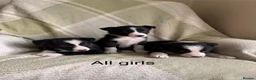 Border Collie dogs for sale: KC/ISDS Registered Beautiful Border Collie Pups - Advert 4