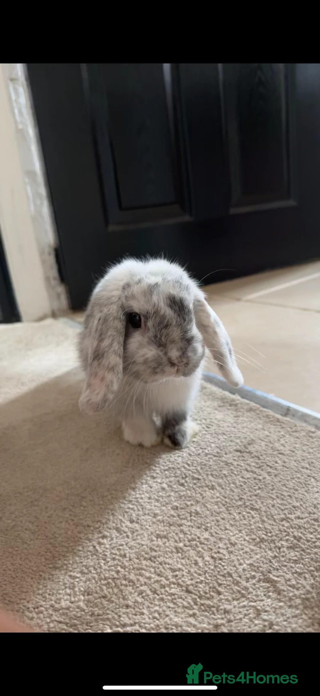 Mini Lop rabbits for sale: Female mini Lop  - Advert 1