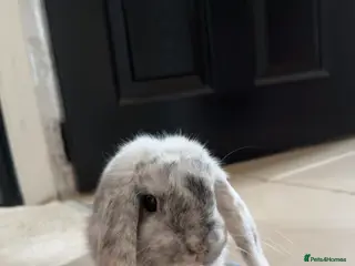 Mini Lop rabbits Female mini Lop - Advert 1